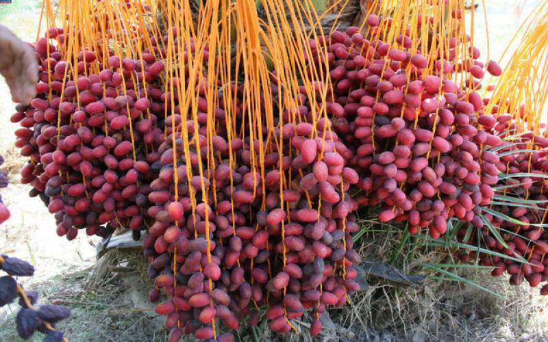 آغاز برداشت نوبرانه رطب مهتری در جنوب کرمان